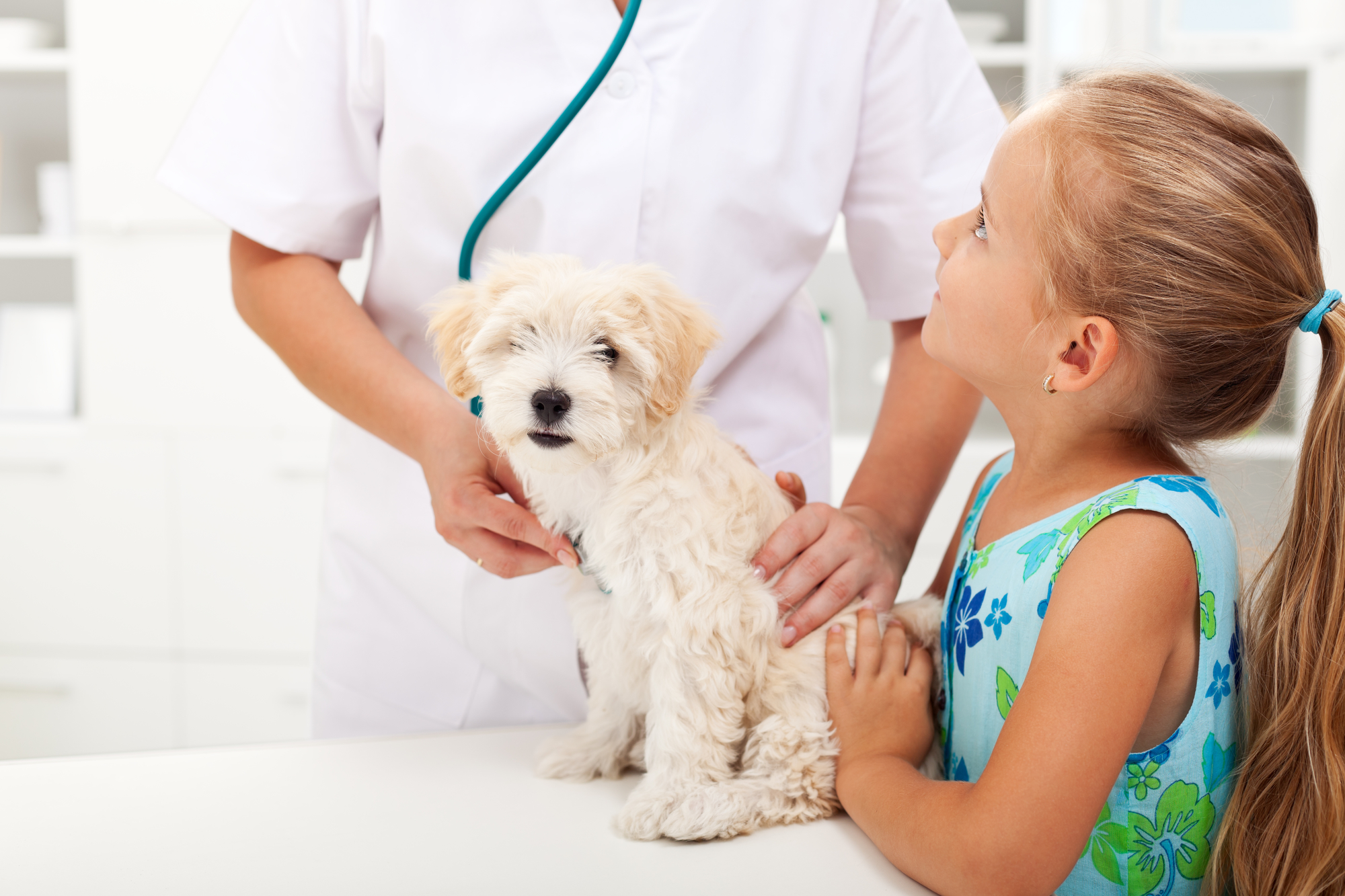 what-a-veterinarian-does-3-little-known-aspects-of-their-job